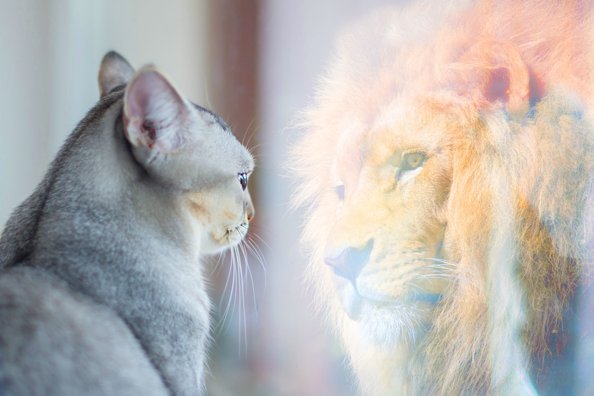 Cat looking at mirror and sees itself as a lion. Self esteem or desire concept.